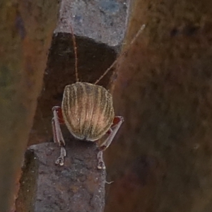 Edusella lineata at Borough, NSW - 27 Oct 2023