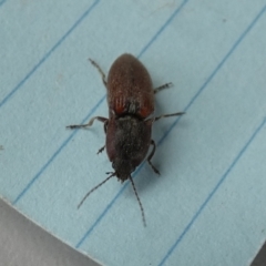 Elateridae sp. (family) (Unidentified click beetle) at Boro - 27 Oct 2023 by Paul4K