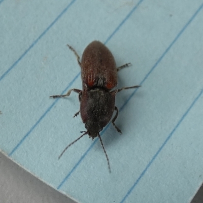 Elateridae sp. (family) (Unidentified click beetle) at QPRC LGA - 27 Oct 2023 by Paul4K