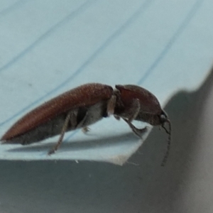 Elateridae sp. (family) at Borough, NSW - suppressed