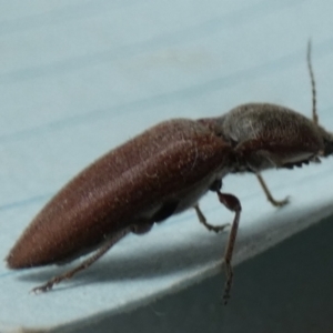 Elateridae sp. (family) at Borough, NSW - suppressed