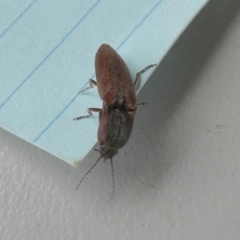 Elateridae sp. (family) at Borough, NSW - suppressed