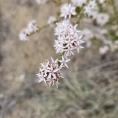 Calytrix tetragona (Common Fringe-myrtle) at Tuggeranong, ACT - 28 Oct 2023 by BethanyDunne