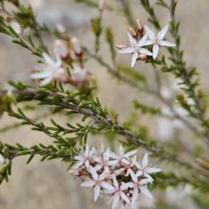 Calytrix tetragona at Tuggeranong, ACT - 28 Oct 2023