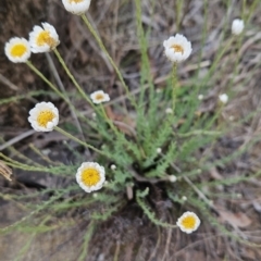 Rhodanthe anthemoides (Chamomile Sunray) at Tuggeranong, ACT - 28 Oct 2023 by BethanyDunne