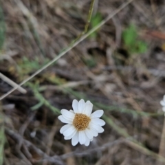 Rhodanthe anthemoides (Chamomile Sunray) at Tuggeranong, ACT - 28 Oct 2023 by BethanyDunne