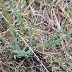 Rhodanthe anthemoides at Tuggeranong, ACT - 28 Oct 2023