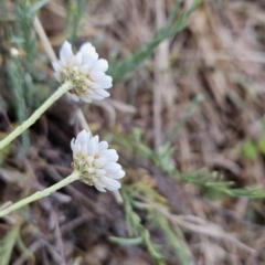 Rhodanthe anthemoides at Tuggeranong, ACT - 28 Oct 2023