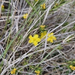 Hibbertia calycina (Lesser Guinea-flower) at Tuggeranong, ACT - 27 Oct 2023 by BethanyDunne