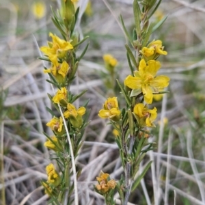 Hibbertia calycina at Tuggeranong, ACT - 28 Oct 2023 08:30 AM