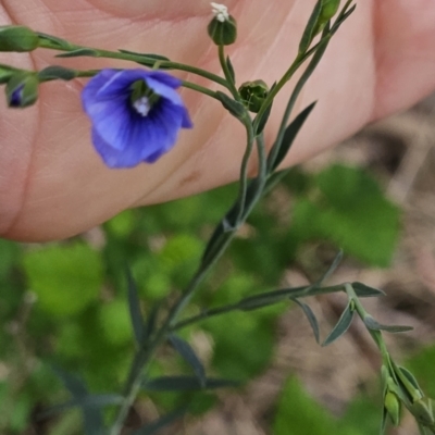 Linum marginale (Native Flax) at Greenway, ACT - 28 Oct 2023 by BethanyDunne