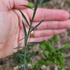 Linum marginale at Greenway, ACT - 28 Oct 2023