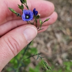 Linum marginale at Greenway, ACT - 28 Oct 2023