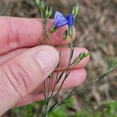 Linum marginale at Greenway, ACT - 28 Oct 2023