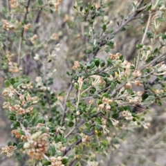 Phebalium squamulosum subsp. ozothamnoides (Alpine Phebalium, Scaly Phebalium) at Pine Island to Point Hut - 27 Oct 2023 by BethanyDunne