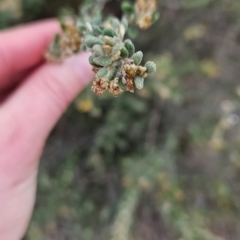 Phebalium squamulosum subsp. ozothamnoides (Alpine Phebalium, Scaly Phebalium) at Pine Island to Point Hut - 28 Oct 2023 by BethanyDunne