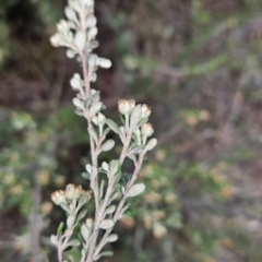 Phebalium squamulosum subsp. ozothamnoides at Tuggeranong, ACT - 28 Oct 2023