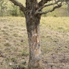 Melaleuca linariifolia (Flax-leaved Paperbark) at Kangaroo Valley, NSW - 28 Oct 2023 by lbradley