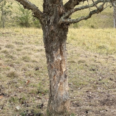Melaleuca linariifolia (Flax-leaved Paperbark) at Kangaroo Valley, NSW - 28 Oct 2023 by lbradleyKV