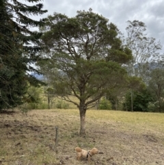 Melaleuca linariifolia at Kangaroo Valley, NSW - suppressed