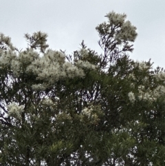 Melaleuca linariifolia at Kangaroo Valley, NSW - suppressed