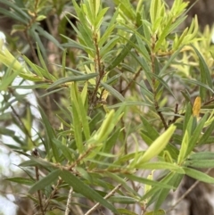 Melaleuca linariifolia at Kangaroo Valley, NSW - suppressed