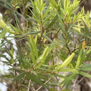 Melaleuca linariifolia at Kangaroo Valley, NSW - 28 Oct 2023