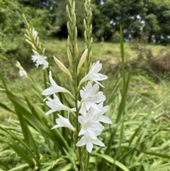 Watsonia borbonica (Bugle Lily) at Kangaroo Valley, NSW - 28 Oct 2023 by lbradley