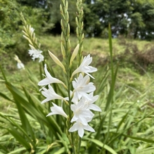 Watsonia borbonica at suppressed - suppressed