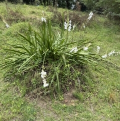 Watsonia borbonica at suppressed - suppressed