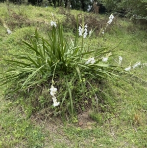 Watsonia borbonica at suppressed - suppressed