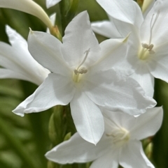 Watsonia borbonica at suppressed - suppressed