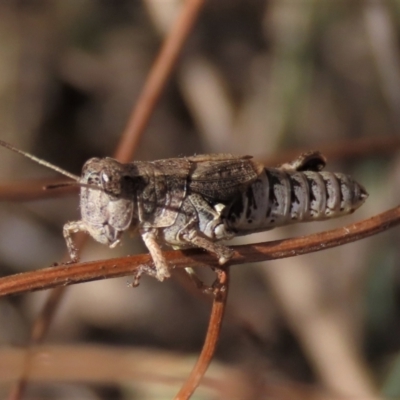Phaulacridium vittatum (Wingless Grasshopper) at Bobundara, NSW - 7 Mar 2021 by AndyRoo