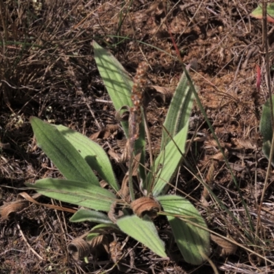 Plantago varia (Native Plaintain) at Bobundara, NSW - 7 Mar 2021 by AndyRoo