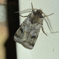 Agrotis porphyricollis (Variable Cutworm) at QPRC LGA - 26 Oct 2023 by SteveBorkowskis