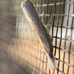 Culladia cuneiferellus (Crambinae moth) at QPRC LGA - 28 Oct 2023 by SteveBorkowskis