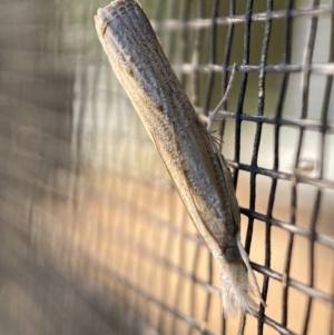 Culladia cuneiferellus at Jerrabomberra, NSW - suppressed