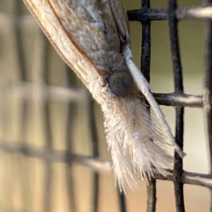 Culladia cuneiferellus at Jerrabomberra, NSW - suppressed