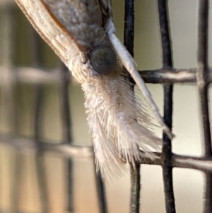 Culladia cuneiferellus at Jerrabomberra, NSW - suppressed