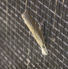 Culladia cuneiferellus at Jerrabomberra, NSW - suppressed