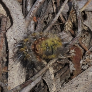 Pterolocera amplicornis at Bobundara, NSW - 7 Mar 2021