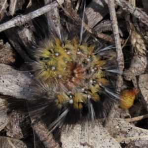 Pterolocera amplicornis at Bobundara, NSW - 7 Mar 2021