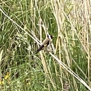 Carduelis carduelis at Googong, NSW - 28 Oct 2023