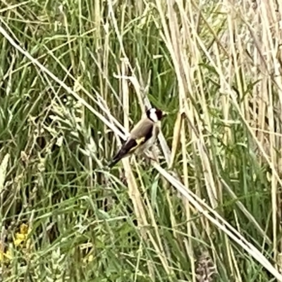 Carduelis carduelis (European Goldfinch) at Googong, NSW - 28 Oct 2023 by Wandiyali