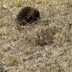 Tachyglossus aculeatus at Kangaroo Valley, NSW - suppressed