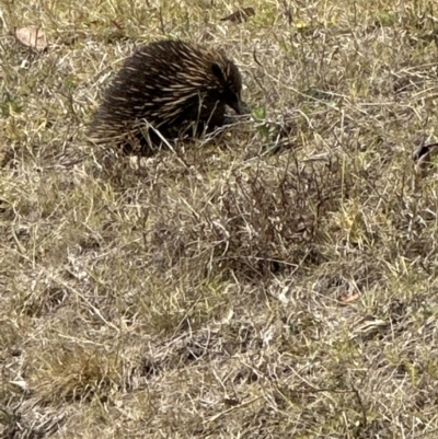 Tachyglossus aculeatus (Short-beaked Echidna) at Kangaroo Valley, NSW - 28 Oct 2023 by lbradley