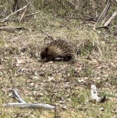 Tachyglossus aculeatus (Short-beaked Echidna) at Kangaroo Valley, NSW - 28 Oct 2023 by lbradley