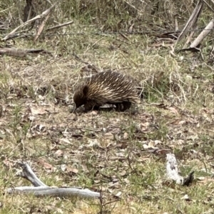 Tachyglossus aculeatus at Kangaroo Valley, NSW - suppressed