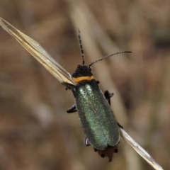 Chauliognathus lugubris (Plague Soldier Beetle) at Bobundara, NSW - 7 Mar 2021 by AndyRoo