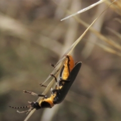 Chauliognathus lugubris at Bobundara, NSW - 7 Mar 2021